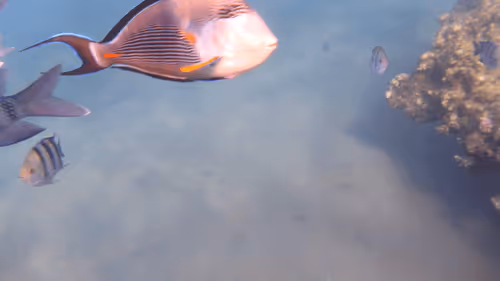 Item #32522392328516293709208538786472574869311995244495637720412795655246915305477 Media