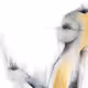 28951256437728760784088840877879361357461850765939400207414261612576195477505