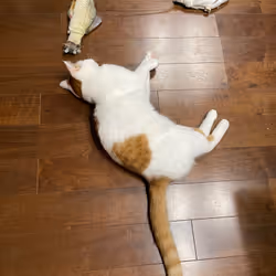 57432309319676179700798702069366385585354272226932054472084541979318288384001