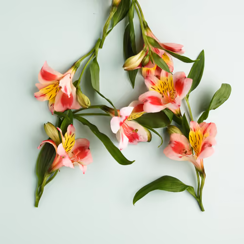 Flower Power A