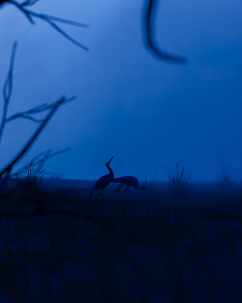 Item #23369975143873138697377485353468411413443616652002160298465161695822220361729 Media