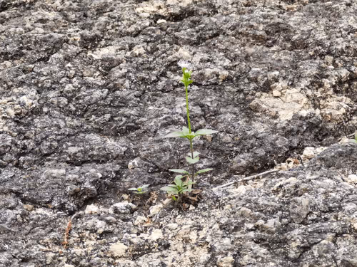 kunghu666 Collection