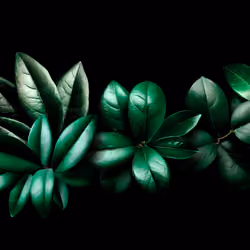 PERESKIA ACULEATA