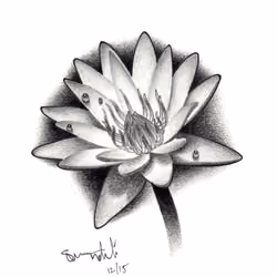 Water Lily Drawing