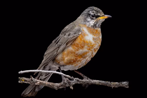 Item #51039207125922697729139160726251240762827402821056353130504327788821936603137 Media