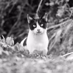 Nostalgic Cats #20 