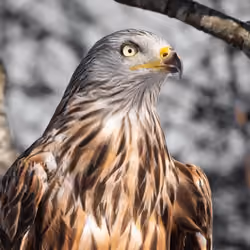 Swiss eagle
