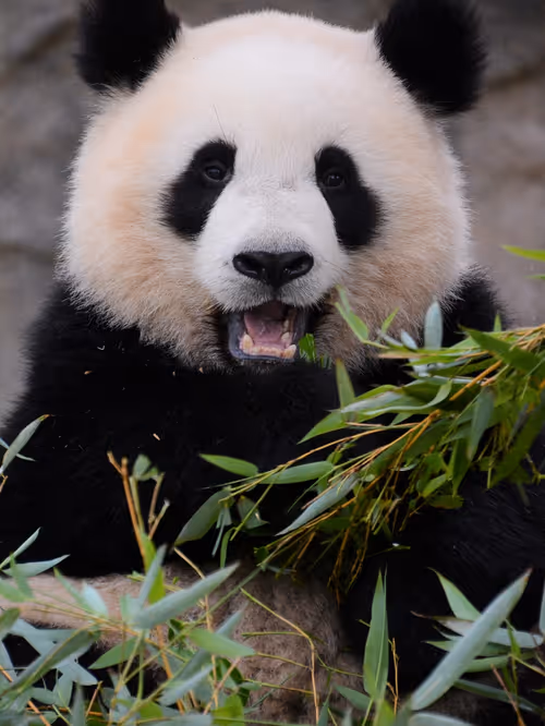 Item #114897420147735578996875144627115122561638223557948297077066948161845273296897 Media