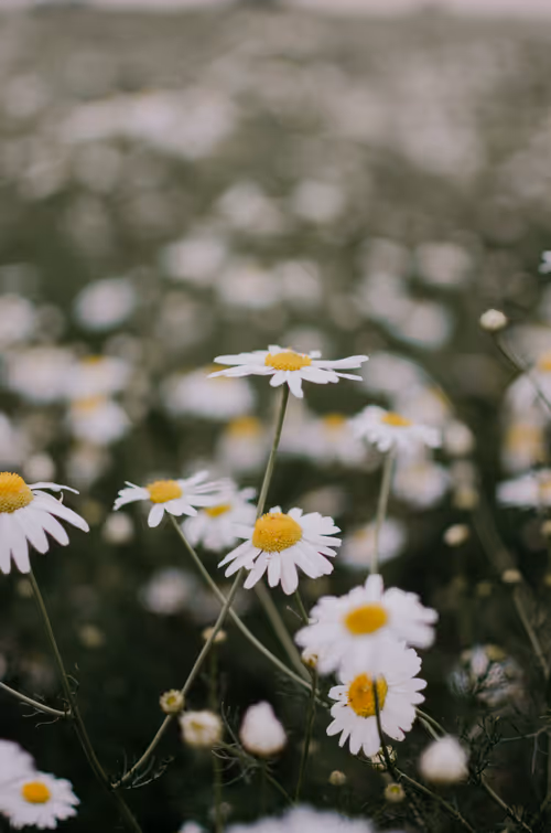 Item #89749655781633695214918973850275472722969414754438239918620403897485569818625 Media