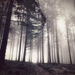 Mist in the forest