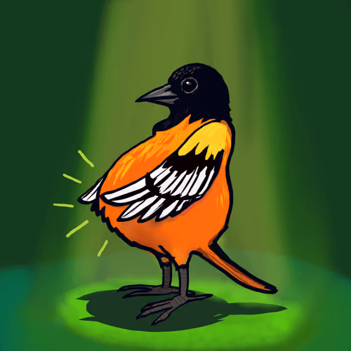 Baltimore Oriole