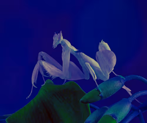 Item #99573757737983831021153303026229718025849584965265171021817306556218103300097 Media