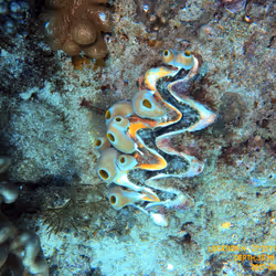 80965803268169370603932631570667161375508893671094224909166964176590458585089