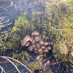unknown mushrooms
