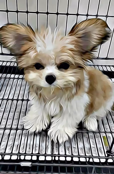 Item #21607923784025543658024067331009769919395041958272689574271021053991180042241 Media