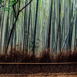 Bamboo Forest