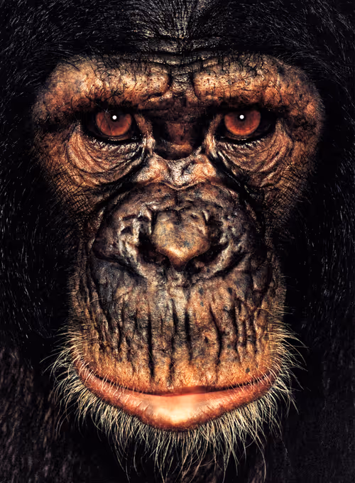 Item #109162157552346088047496633038404394118504199992061596446112929715081338421249 Media