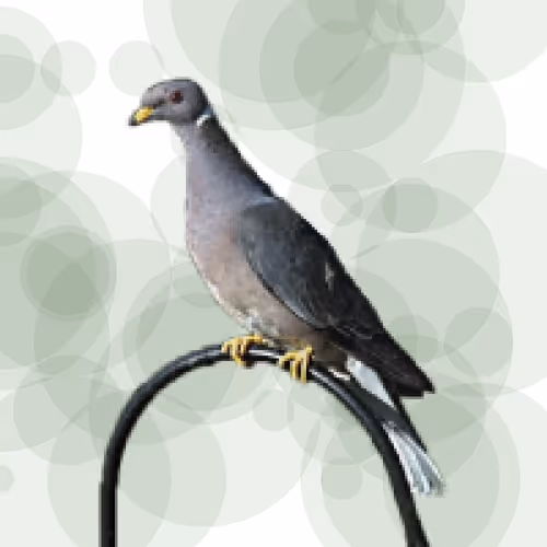 Item #44224140947385297080294490486331546758837636797201957936873602946123098488833 Media