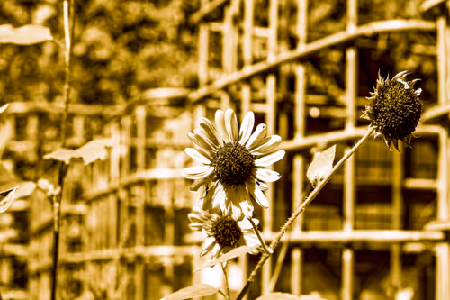 Item #30985419060957023672606833204645685316652492575224970316942919773235611435009 Media