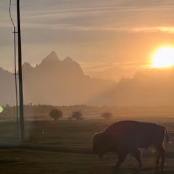 Big Bison Bigger Tetons