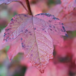 Saisons de France Octobre
