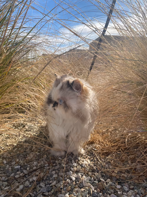 Item #88063557034118437660925886446302507819426649905583175627315428959708885549057 Media