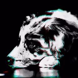 Sad Dog