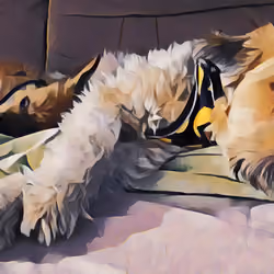 Little Balu #100