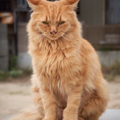 OgijimaCat