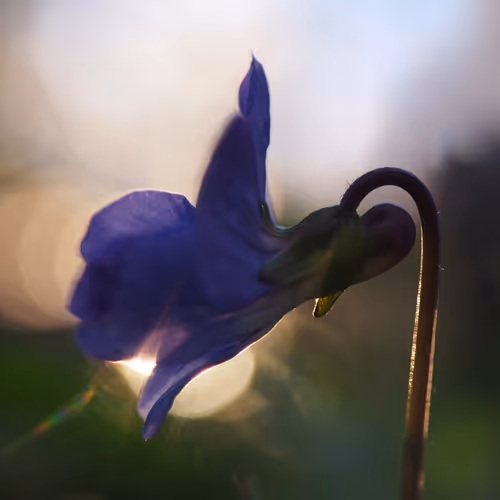 Item #84628850051465597210146000683389618639268532836801907227553242874399145590785 Media