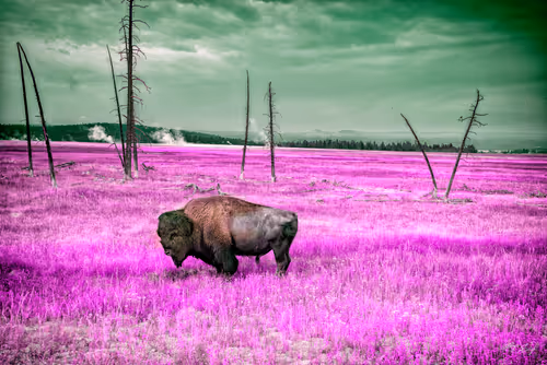 Item #62770830547104152708254418170425720867314851390025237510786564813670043353089 Media