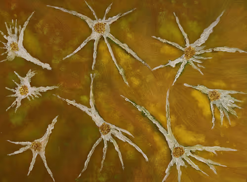 Item #15391900209117122816143827843073232476493013077393326465602156324425308307457 Media