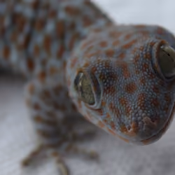 staring geckos