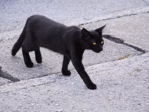 Item #55455677318123595031509472603724202920888355633279889545160944772190591516673 Media