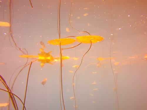 Item #115430421716330114127925714386191036467996783471008022249532804603426885337089 Media