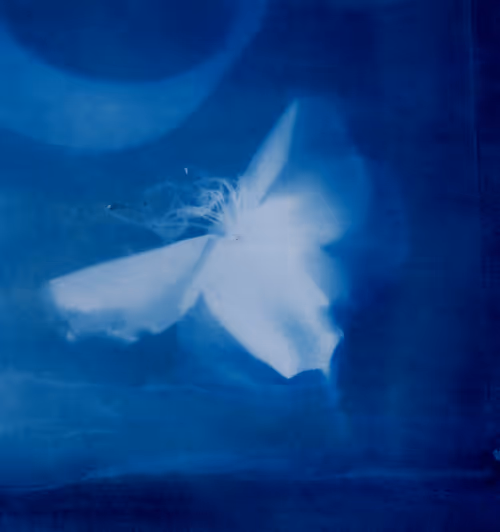 Item #108547290172068983727785202246252609350304201814617164826611777647256967053313 Media