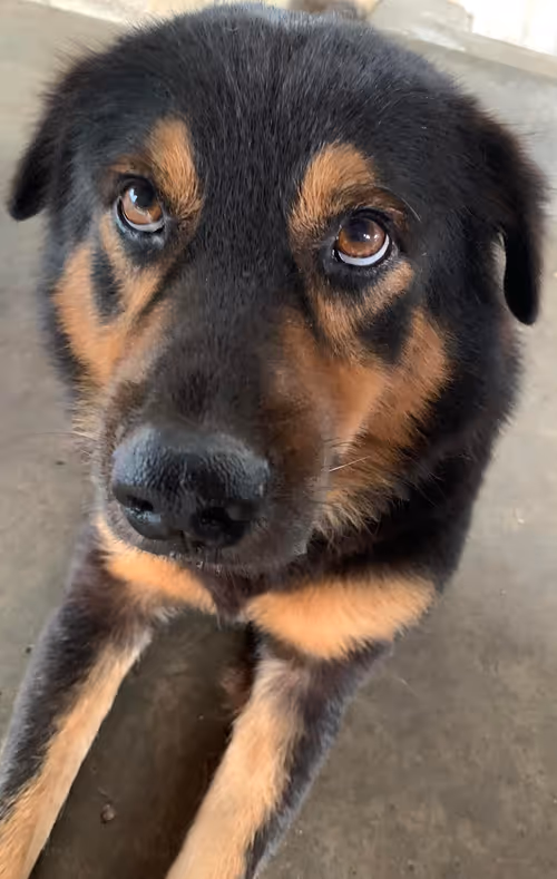 Item #56055091060271351536523847984853154360378800009370414984463609025085308928001 Media