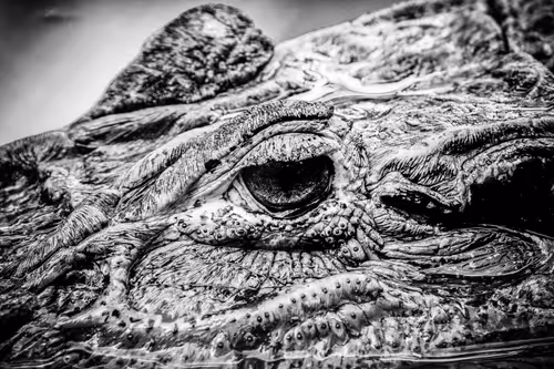 Item #85988873436374228871074678690763106864667139915174852113461059881061245255681 Media