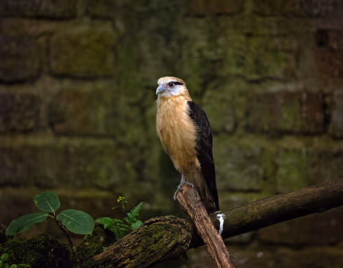 Item #52866533446256947539128955257179026022182065840337043931720506854507156602881 Media