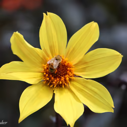 The Yellow Flower And The Honey Bee