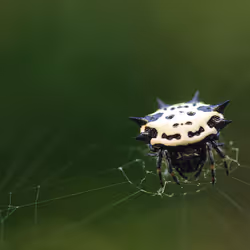 105090597216655980557633683149084672751347825439893935605656298057303748247553