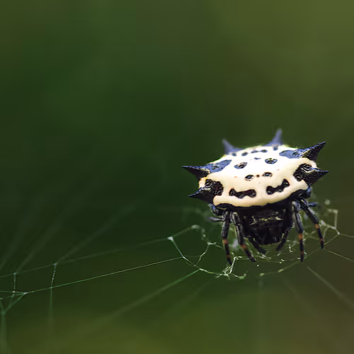 105090597216655980557633683149084672751347825439893935605656298057303748247553