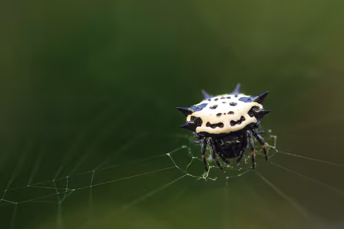 Item #105090597216655980557633683149084672751347825439893935605656298057303748247553 Media