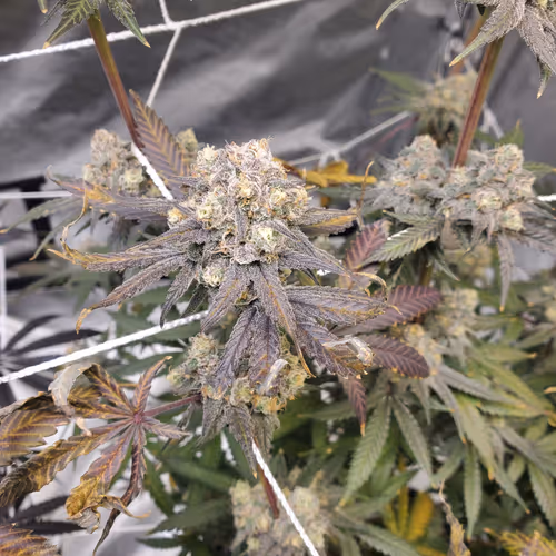 Item #34782933072556781005072328664019141013375820363824966439583825306295545626625 Media