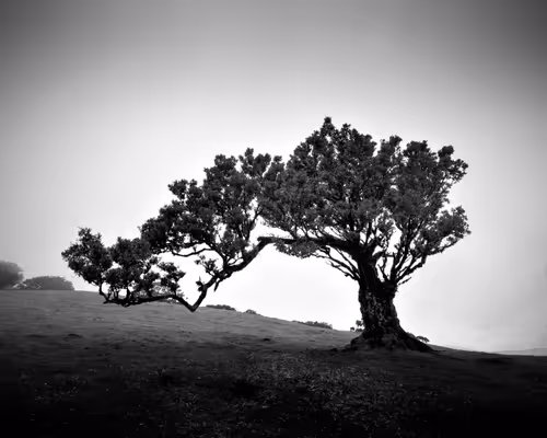 Item #46448320690235251329430811416754344806900568811050689934660167664450096070657 Media