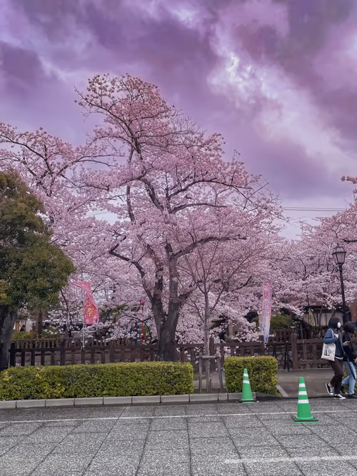 Item #26309083901545567454709889211670292098627789932924015051489478915194959691781 Media