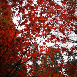 Red Leaves