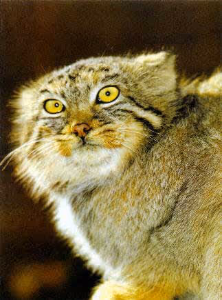 Felis lynx