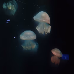 Jellyfishs