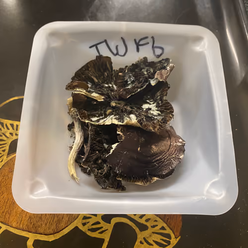 TWOG F6